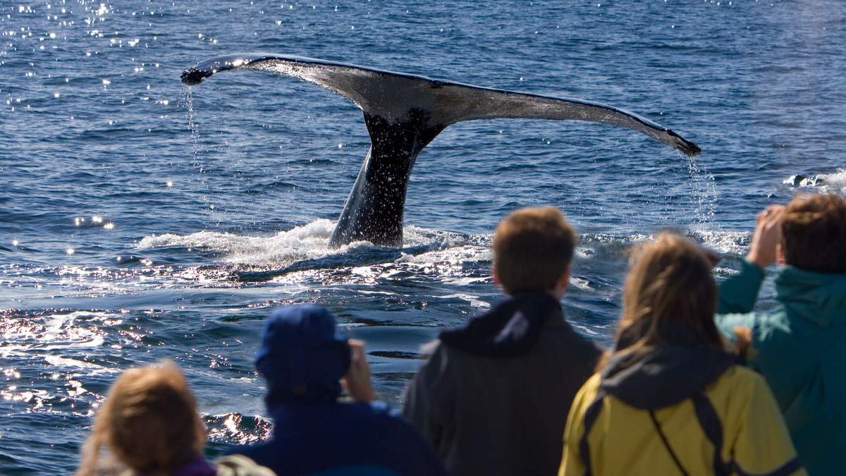 Go Whale Watching in Newfoundland & Bay of Fundy